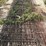 6-cattle-panels-image-1