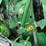 2020-mchale-fusion-vario-image-52