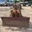 caterpillar-ten-image-8