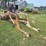 international-2000-loader-w/66"-bucket-and-mounting-brackets-image-3