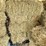 (55)-bales-of-1st-cutting-2026-hay---no-rain-image-15