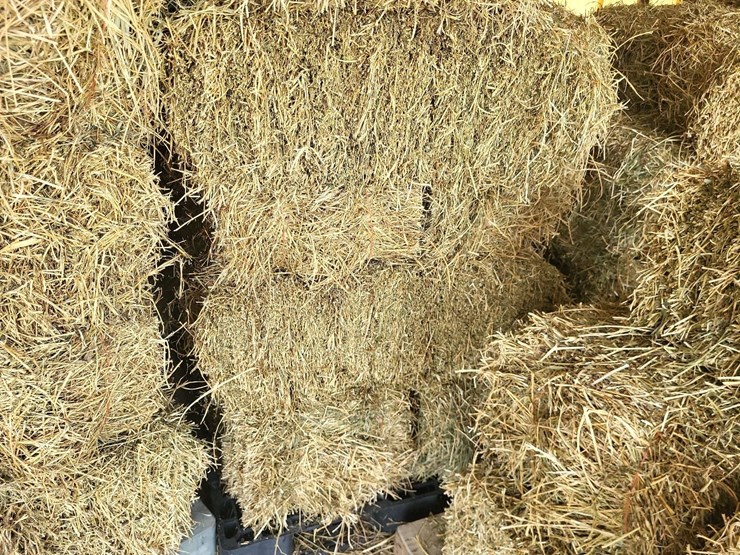 (55)-bales-of-1st-cutting-2026-hay---no-rain-image-15