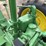 john-deere-h-image-22