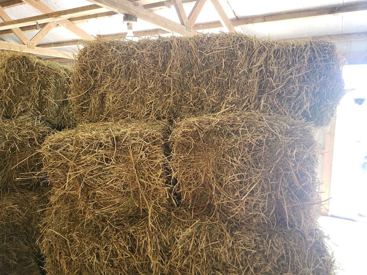 (55)-bales-of-1st-cutting-2026-hay---no-rain-image-19