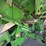 2015-john-deere-s680-image-31