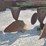 oliver-545-in-furrow--4-bottom-moldboard-plow-w/coulters-image-13