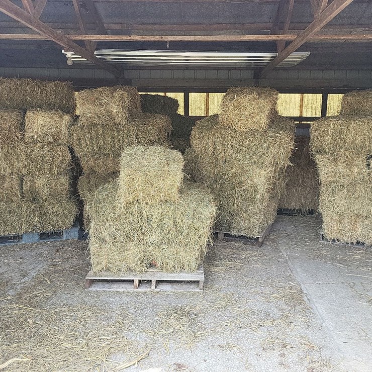 (55) Bales of 1st Cutting 2026 Hay - No Rain
