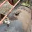15hp-russell-traction-engine-engine-image-43