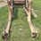 international-2000-loader-w/66"-bucket-and-mounting-brackets-image-16