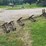 remlinger-single-bar-harrow-w/teeth-and-mounts-image-5