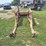 international-2000-loader-w/66"-bucket-and-mounting-brackets-image-4