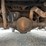 2005-dodge-ram-3500-image-20