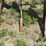 9-shank-3-pt-v-ripper-image-18