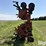 krause-4708-8r30"-no-till-cultivator-image-4