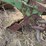 john-deere-pull-type-three-bottom-plow-image-30