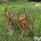 3-pt-hay-inverter-rake-image-5