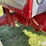 1948-farmall-h-2wd-tractor-w/automatic-mfg-cab-image-19