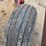 case-ih-6500-image-20
