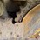 caterpillar-d5-image-11
