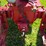 international-h-image-11