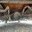 #61237-•-1951-ford-pickup-image-33