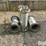 case-ih-10-image-8