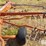 kuhn-ga300-image-13