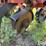 krause-4708-8r30"-no-till-cultivator-image-19