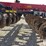 2024-case-ih-ecolo-tiger-875-image-17