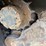 takeuchi-tl8r-image-19