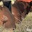 howse-ltr20822-3-pt-hitch-disk-harrow-image-13