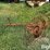 3-pt-hay-inverter-rake-image-7