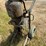 #9917-•-graco-airless-paint-sprayer-image-3
