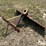 6'-3-pt-blade-image-1