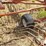 kuhn-ga300-image-15