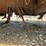rhino-rc120-image-26