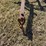 john-deere-pull-type-three-bottom-plow-image-9