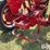 farmall-h-2wd-tractor-image-16
