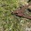 international-side-delivery-rake-image-9