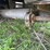 #2150-•-2017-barrett-53'-cattle-semi-trailer-image-73
