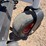 2023-bobcat-zt7072sp-zero-turn-mower-image-14