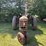 farmall-h-tractor-image-2