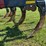 case-ih-730b-ecolo-tiger-ripper-image-19