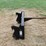 hay-spear-image-2