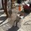 #2131-•-(2)-live-animal-traps-image-1