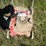 mtd-push-mower-image-3