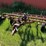 international-vibra-shank-image-1