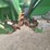 2014-john-deere-612c-corn-head---field-ready-image-32
