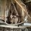 #2319-•-wall-section-of-vintage-farm-tools-image-2