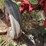 #1923-•-mccormick-farmall-a-tractor-image-40